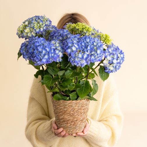 Hortensia bleu