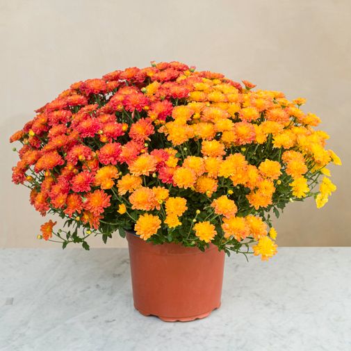 Chrysanthème multicolore